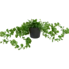 Excellent Flowers hangplant in pot | Action NL