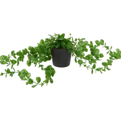 Excellent Flowers hangplant in pot | Action NL