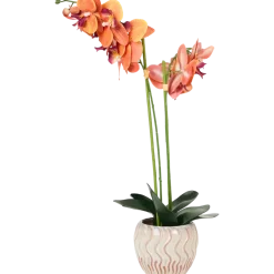 The Hamptons Collections HOME orchidee in pot | Action NL
